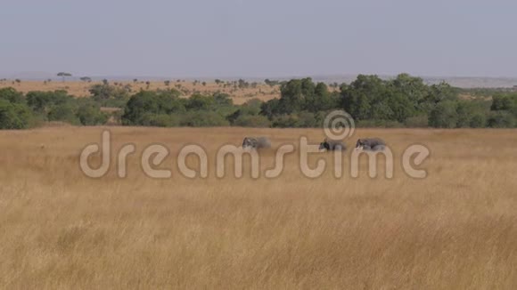 非洲大草原4K的一头大象带着婴儿穿越田野视频的预览图