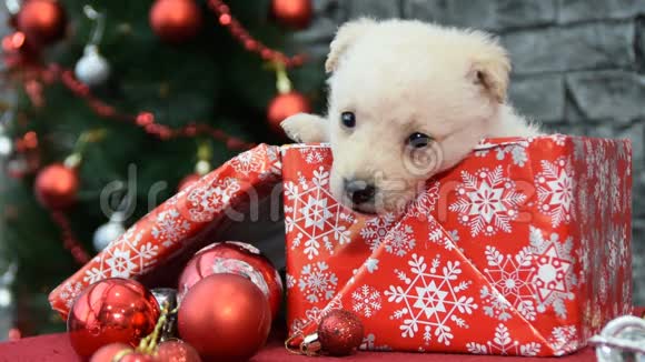 新年礼物中可爱小狗视频的预览图