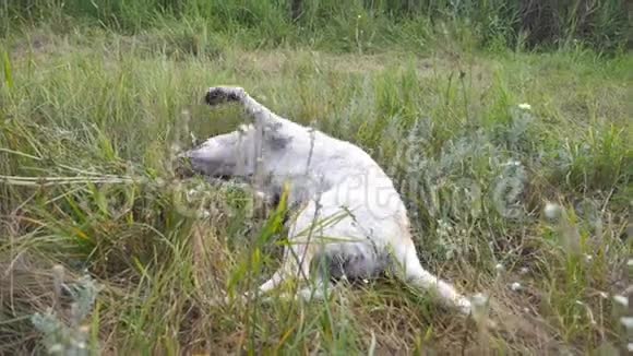 拉布拉多犬或金毛猎犬在草坪上翻滚狗在户外玩耍慢动作关闭视频的预览图
