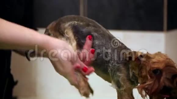 在漫长的天气里一个女人正在给狗洗去污垢视频的预览图