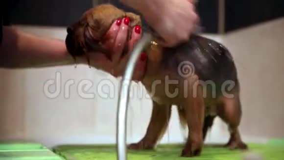 在浴室里用狗用洗发水清洗约克郡的猎犬用从视频的预览图