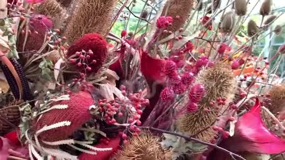 各种品种的红色干花标本室视频的预览图