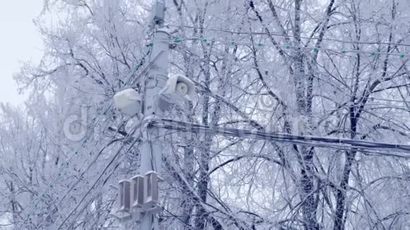 冬天雪树背景上的路灯和电源线视频的预览图