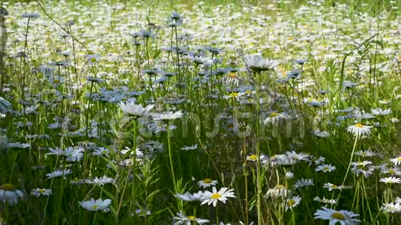 野地的许多白雏菊在绿草中视频的预览图