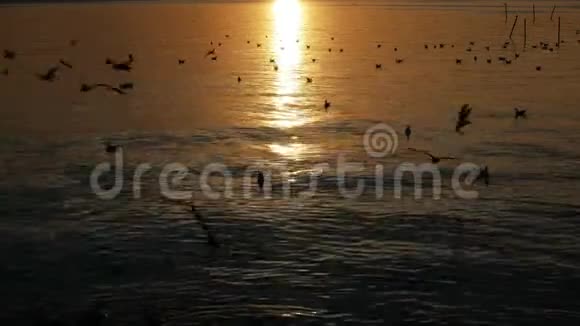 夕阳西下飞鸟飞过倒影中的海水视频的预览图