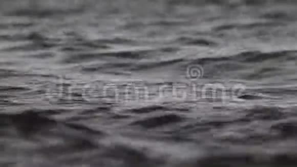 海鸥带着波浪在美丽的碧海中游动视频的预览图