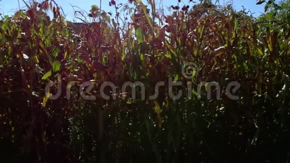 九月一片玉米地的全景摄像机视频的预览图