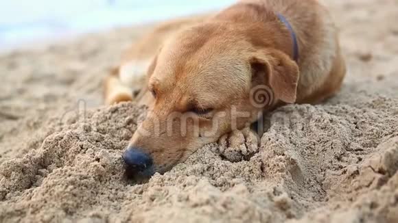 日落时睡在沙滩上的可爱的狗视频的预览图