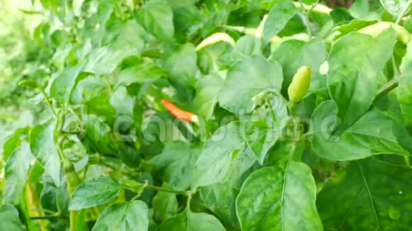 绿色植物的辣椒视频的预览图