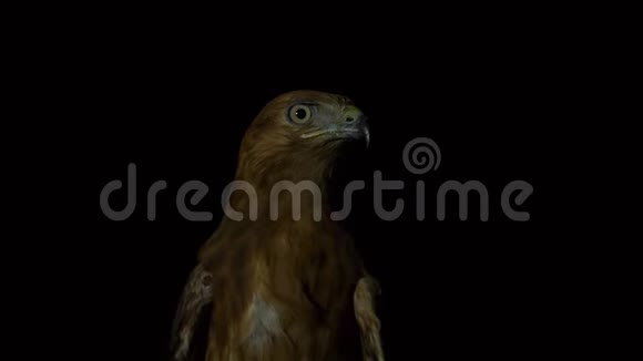在路灯附近黑暗中寻找猎物的沙漠鹰鸟视频的预览图