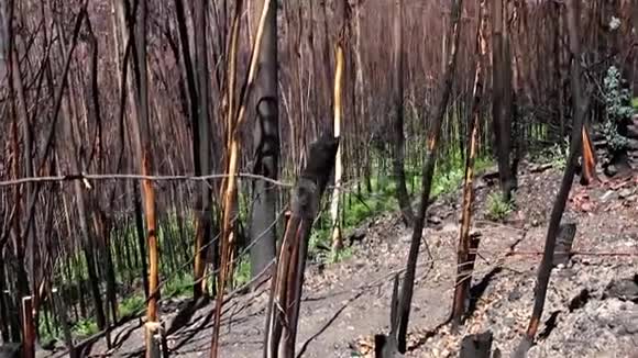 葡萄牙大火后烧毁了森林视频的预览图