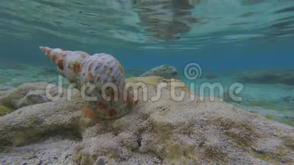Triton蜗牛在水下奔跑视频的预览图