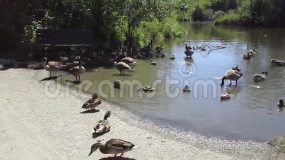 许多野鸭和加拿大鹅在湖边视频的预览图