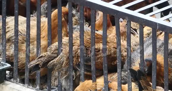 云南香格里拉市场笼中4k组鸡视频的预览图