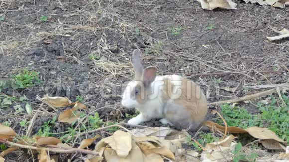 野兔在国家公园休息视频的预览图