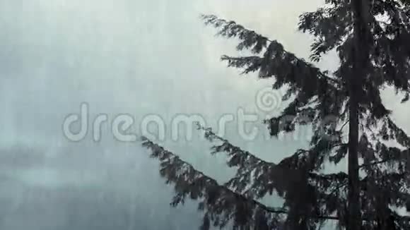 树在风和雨中徘徊视频的预览图