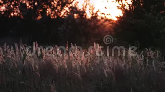 傍晚阳光下的草木视频的预览图