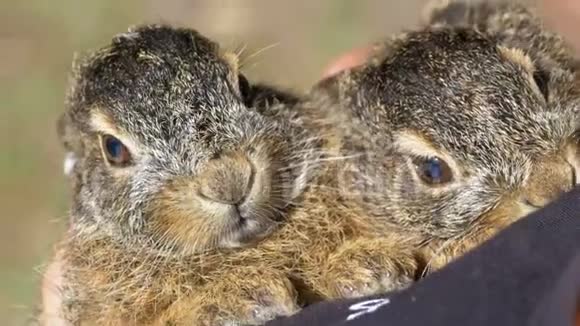 女孩抱着两只小野毛绒宝宝掌中的小兔子视频的预览图
