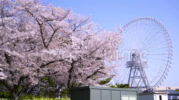 樱花树和摩天轮视频的预览图