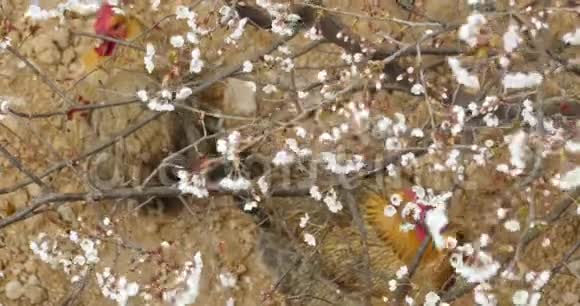 樱花树下的4K母鸡视频的预览图
