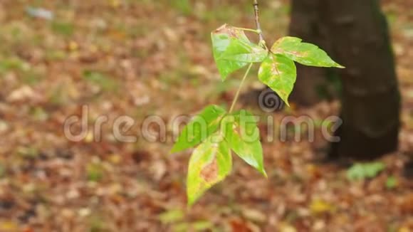 秋雨中枫灰树的湿叶视频的预览图