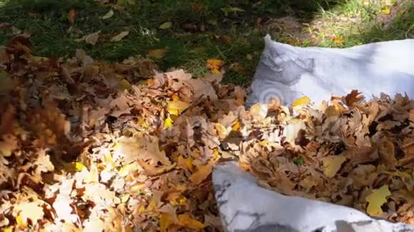 工人手在秋天公园的袋子里收集黄色落叶慢动作视频的预览图