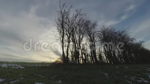 柳树在冬天的时间流逝视频的预览图