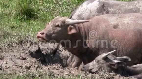 泰国一家水牛在泥里洗澡视频的预览图