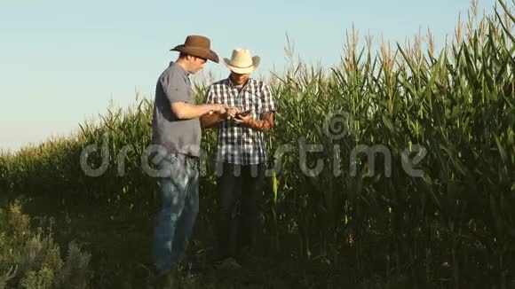 一个农民一个农学家沿着田野检查成熟的玉米芯有平板电脑的商人正在检查视频的预览图