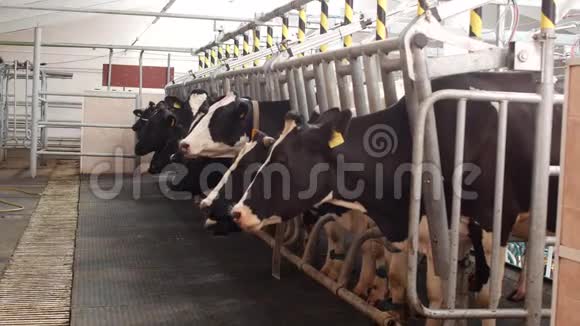 奶牛站在一个现代化的农场里等待挤奶农业挤奶牧场视频的预览图