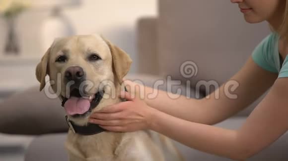 女宠物主人抚摸可爱的拉布拉多猎犬最好的朋友动物护理视频的预览图