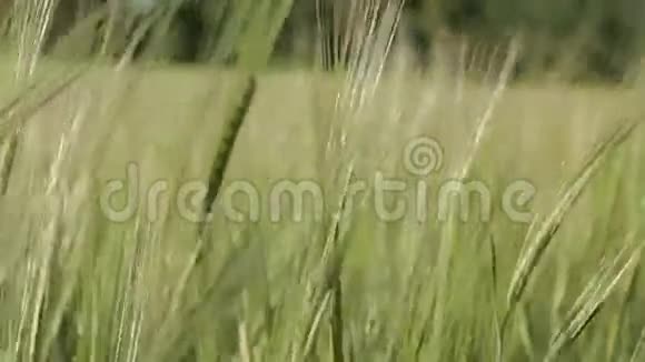 麦田上的麦穗视频的预览图