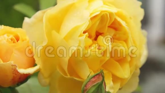 黄色玫瑰花视频的预览图