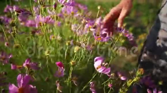 在有机生态农场展示联合登陆花卉的农民特写视频的预览图