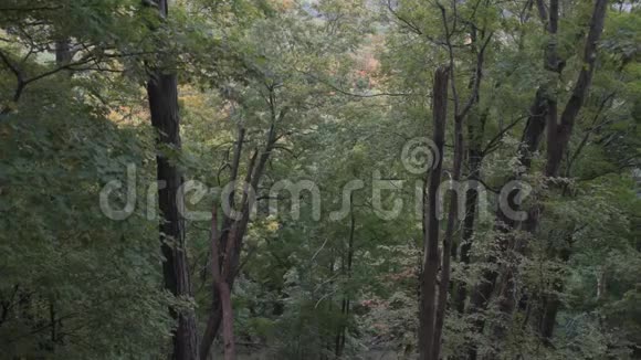 初秋开始落叶的森林视频的预览图