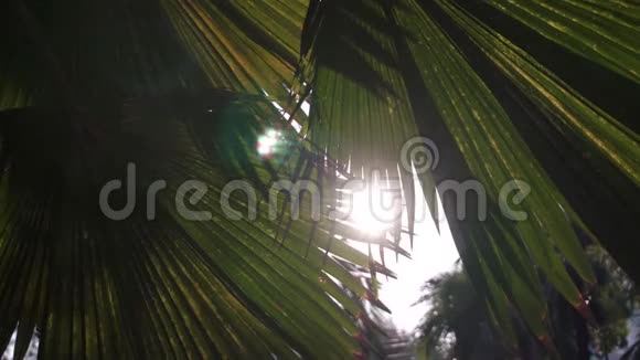 亚洲公园日落阳光透过棕榈树的绿叶照耀微风吹拂着树叶视频的预览图