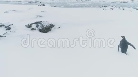 会走路的企鹅国王南极洲空中飞行视频的预览图