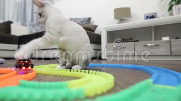 一只小猫和一只儿童打字机玩视频的预览图