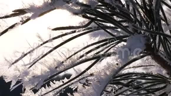 绿色云杉针被霜覆盖在冬季公园有强烈的霜冻特写视频的预览图