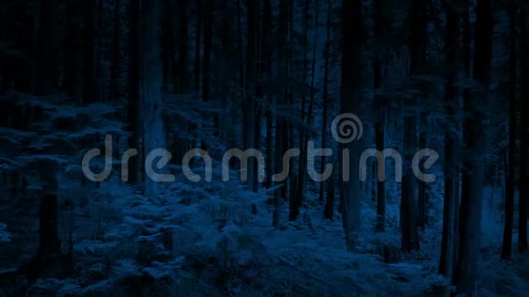 夜晚飘过荒野森林视频的预览图