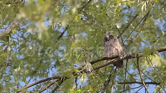 野生猫头鹰树背景视频的预览图