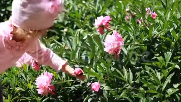 童女嗅着牡丹花的香气婴儿带着牡丹在花园里散步视频的预览图