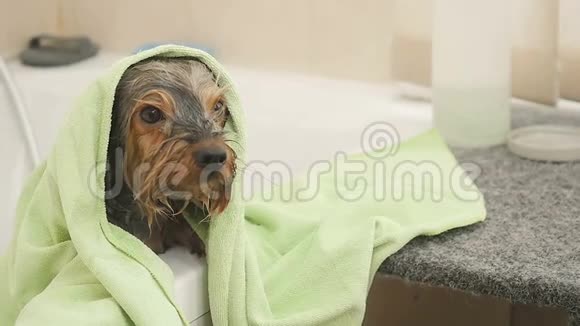 有趣的湿小狗在毛巾下视频的预览图