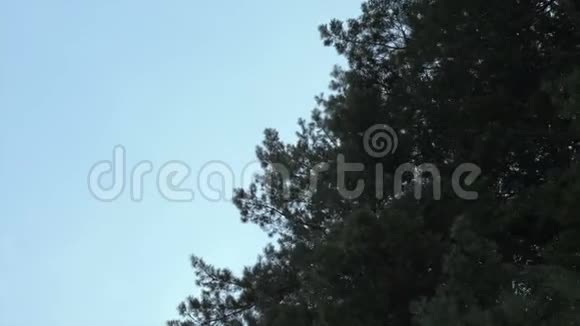 蓝天背景下的绿色松树穿过森林枝的松树顶天立地低角度视频的预览图