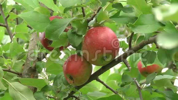红绿色的苹果挂在树枝上苹果园的树枝上挂着一个鲜嫩可口的苹果视频的预览图