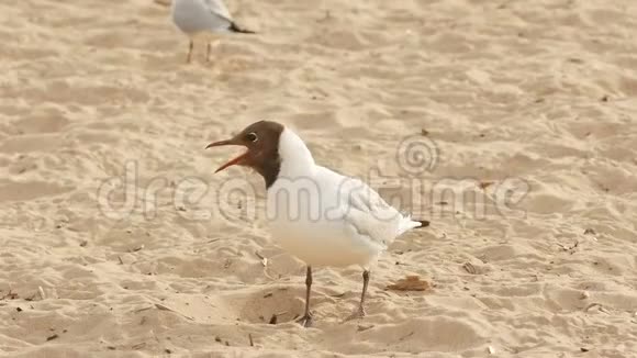 夏天一只大海鸥站在沙滩上视频的预览图