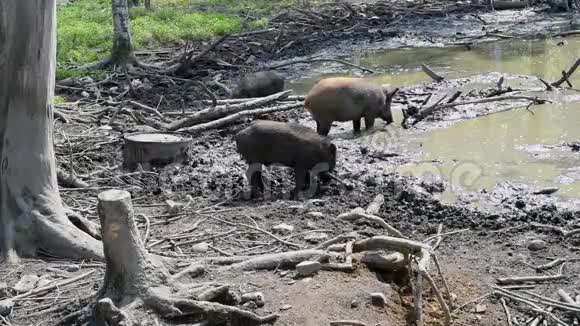 池塘背景上肮脏的野猪视频的预览图