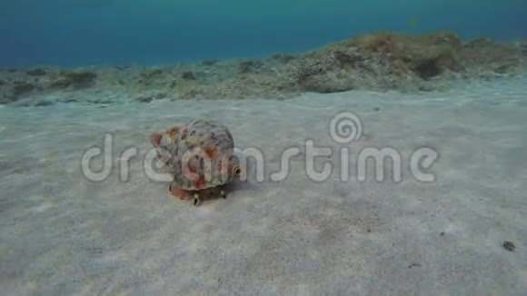 Triton蜗牛在水下旋转和叶子视频的预览图