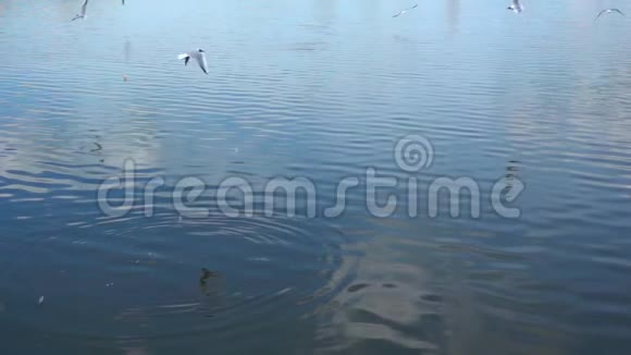 海鸥从水面上觅食的慢动作视频的预览图