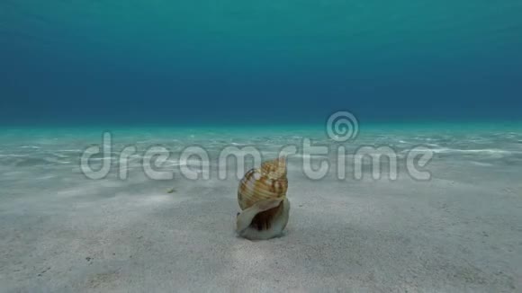 空的贝壳漂浮在桑迪海底视频的预览图